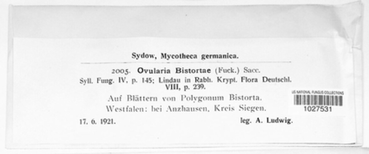 Ovularia bistortae image